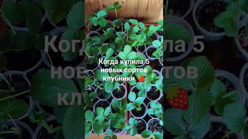 Новые сорта клубники  28.04.2024 #печуркинадача #клубника #питомник