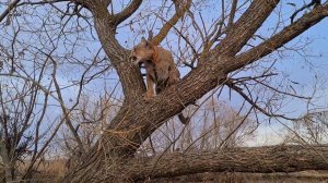 Пума Месси застрял на дереве!