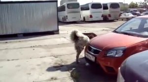 Бешеная собака атакует