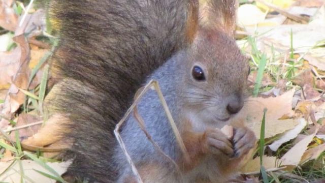 Белка орешки грызет смотреть онлайн