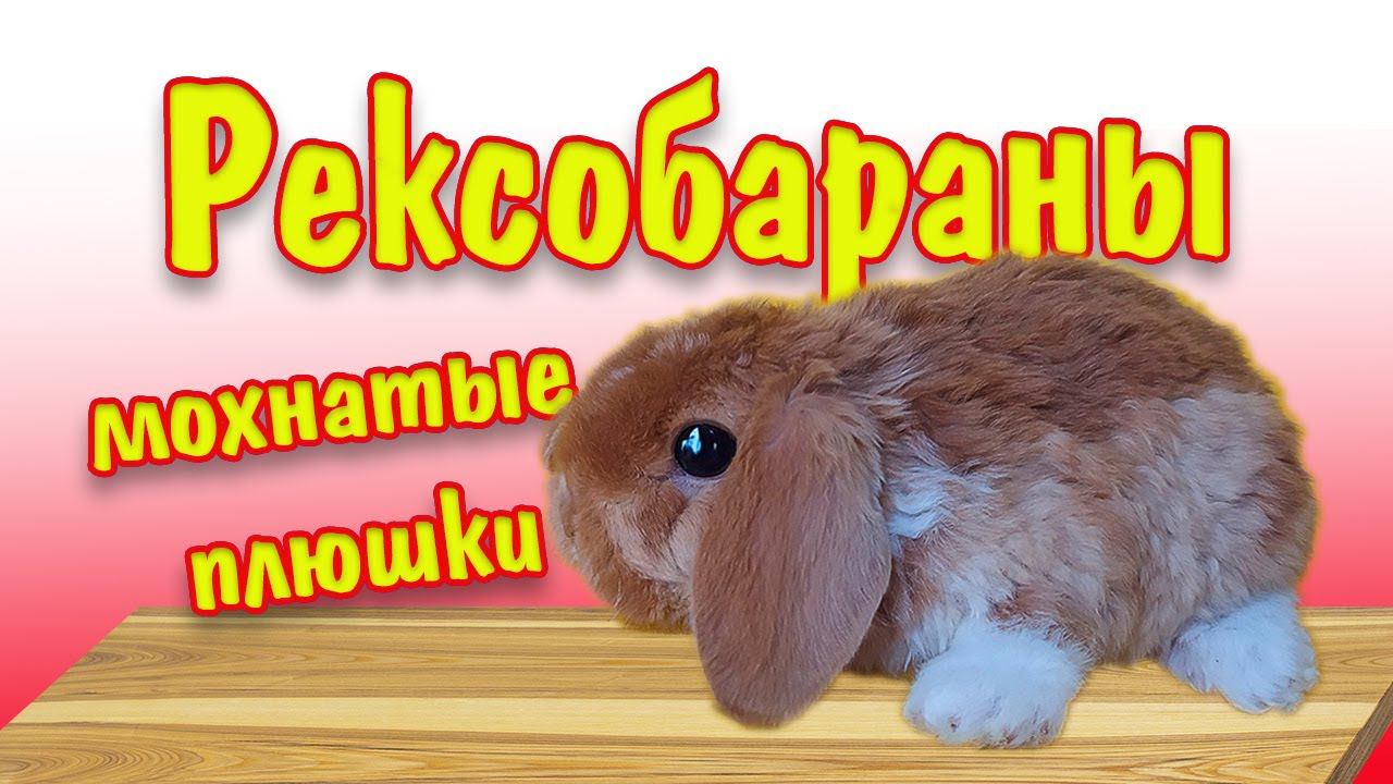 РексоБараны (Декоративные кролики ) Питомник Добрый кролик