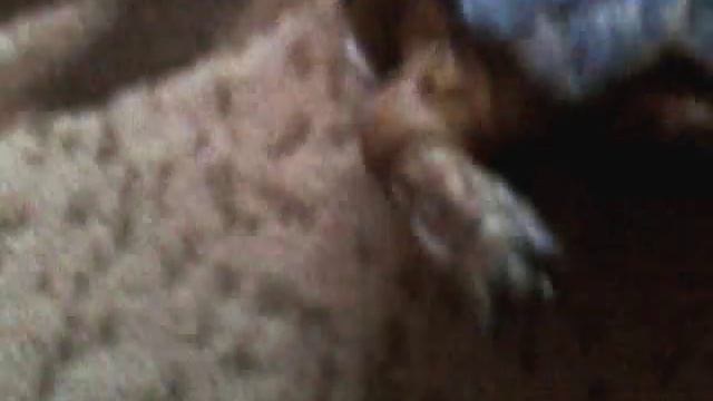 Как определить пол сухопутной черепахи смотреть онлайн