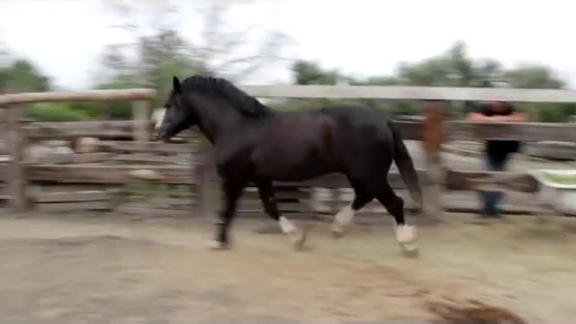 Продан племенной производитель-тяжеловоз владимирской породы смотреть онлайн