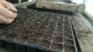 Выращиваем колеус из семян легко