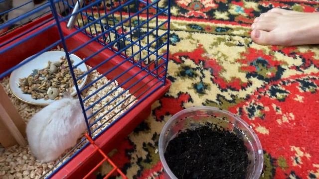 Уход за хомячком. Диана, обустроила дом ? хомячку.