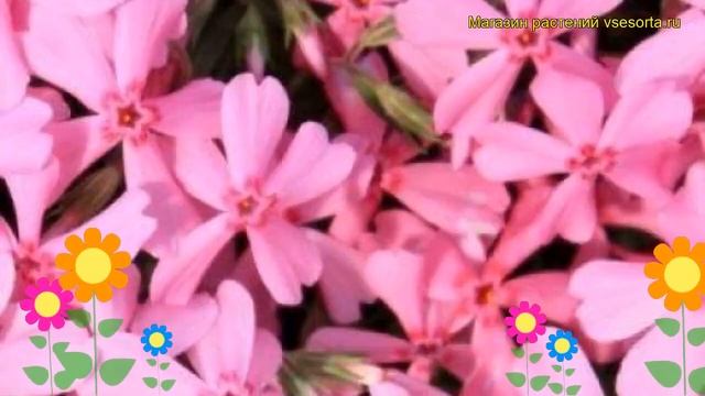 Флокс шиловидный Ерли Спринг Лайт Пинк. Краткий обзор phlox subulata Early Spring Light Pink смотреть онлайн