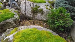 Мох на камнях в ландшафте сада.Что любит.Как растёт.