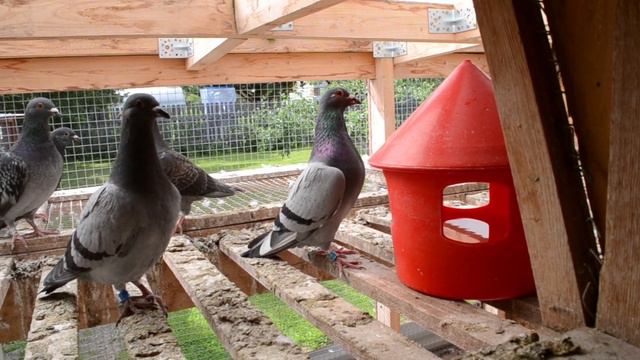 ЛУЧШЕ МЕНЬШЕ ДА ЛУЧШЕ смотреть онлайн