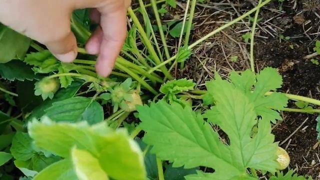 Клубника гниет?Дожди, все время дожди!!! смотреть онлайн