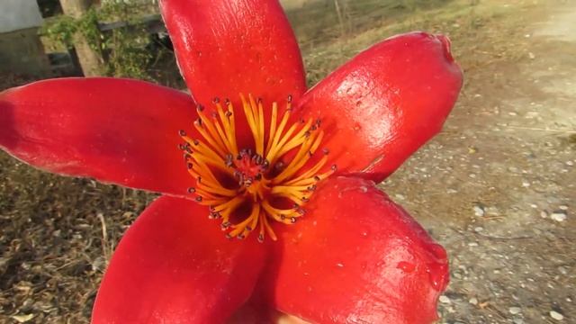 Огненный бомбакс