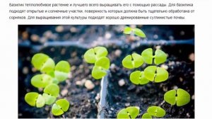 Базилик посадка и уход