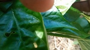 Пасынкуем и формируем перцы