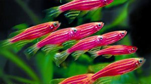 Пересадка мальков данио в аквариум побольше