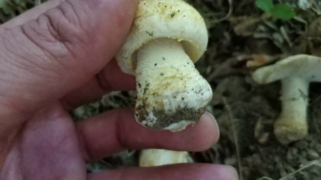 Amanita de escamas amarillas. Amanita franchetii. Identificación.