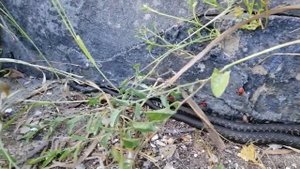 Уж, или медянка.