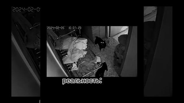 Когда заводишь вторую собаку ?? #шипперке #собака #юмор #смешныеживотные