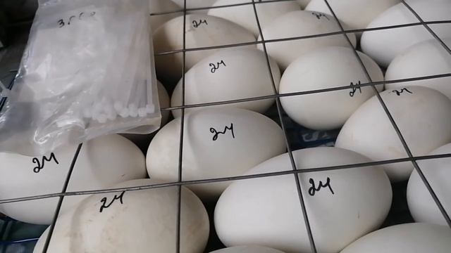 Инкубация. Лотки.Продам яйцо Марана и Малина. смотреть онлайн