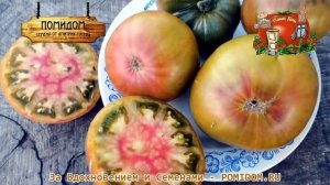 Какой сорт помидоров посадить? Помидоры Аляска Медная Река — Copper River Tomato