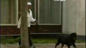 русские сенсации, маленькие собачки, убийство за собаку. Все как у людей
