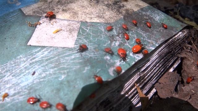 прогулка в лесу 26 июня 2023.город уфа башкирия .блог садовода аквариумиста уфы. смотреть онлайн