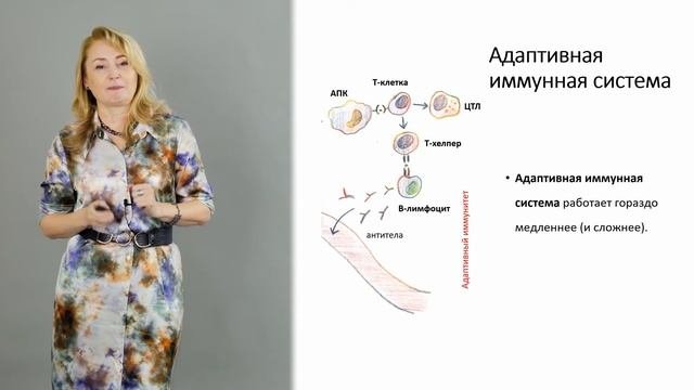 Как работает иммунная система? | Открытый университет