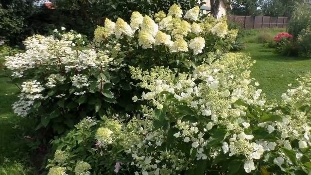 Конец июля.  Метельчатые в
