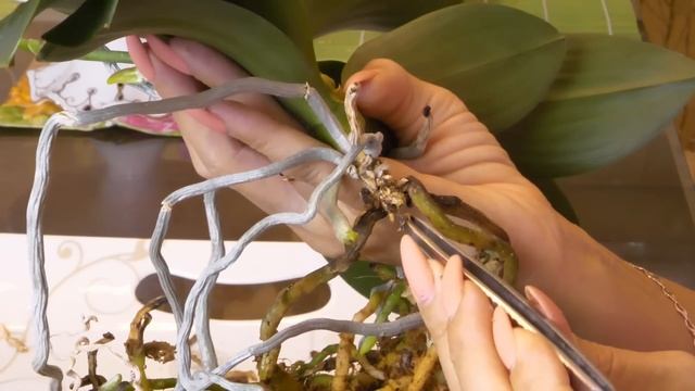 Три корня наплели ком корней на орхидее. Есть желтые листья. Пересадка Мартышки. Антистресс. смотреть онлайн