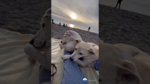 Собаки в Сочи нападают на людей