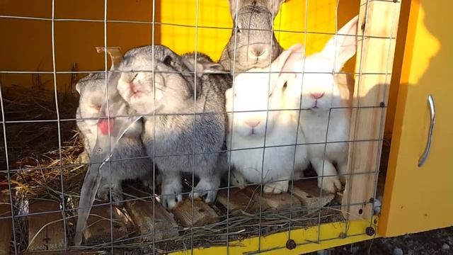 кролики лизуны смотреть онлайн