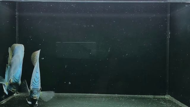 GTA Discus - Blue Cobalt смотреть онлайн