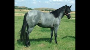 Квотерхорс или четвертьмильная лошадь.