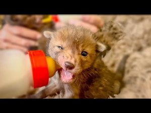 Люся бунтует, Степашка бежит к папе со всех лап, а Влад не знает КОГО КОРМИТЬ)))