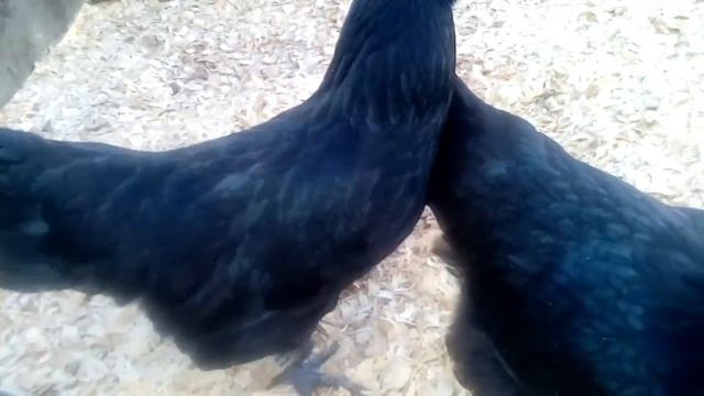 Летний домик для кур. Стрейч плёнка.Весна в Кубеинке( апрель 2019) смотреть онлайн