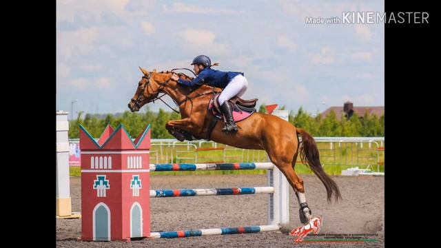 Будённовская Порода лошади смотреть онлайн