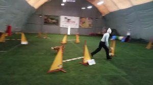 Аджилити Д0. Дарёна. 06.11.2016