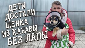 Спасение животных_ Встречаем маленького щенка без лапы и хвоста