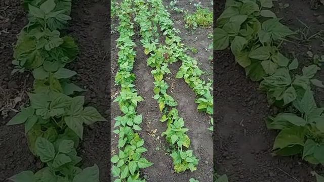 МОЙ ОГОРОД НА 13.06.2022 смотреть онлайн