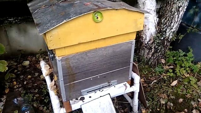 Отчёт по первому году пчеловодства. Опыт, ошибки, размышления по породам. смотреть онлайн