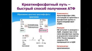 профессор, доктор медицинских наук Пристром Андрей Марьянович лекция "Креатинфосфат при остром ИМ"