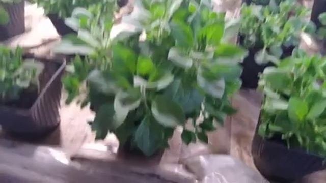 Красивые шапки петуний.Ответы на вопросы.
