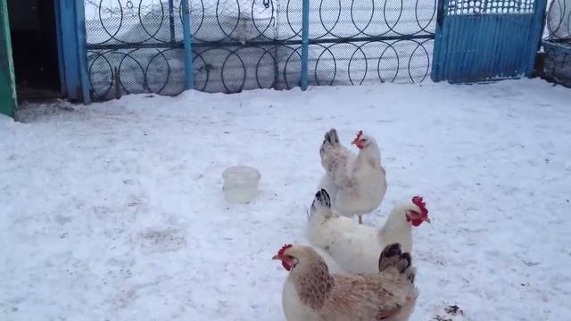 Юрловские куры. Гнездо: 1 петух и 7 кур mov смотреть онлайн