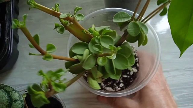 Обзор растений от любимого продавца. смотреть онлайн