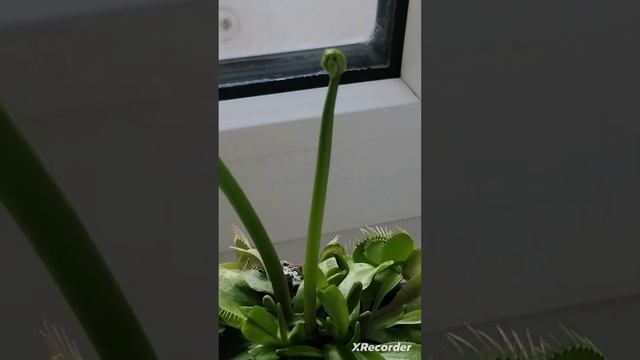 Огромный цветок мухоловки (растение хищник) /   A huge flower of carnivore plant (dionea)