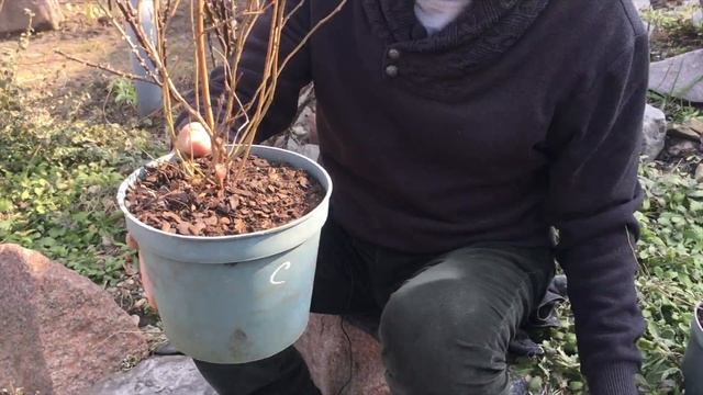 ГОЛУБИКА || НЕ ПОКУПАЙ САЖЕНЦЫ, ПОКА НЕ ПОСМОТРИШЬ ЭТО ВИДЕО! Как правильно выбрать и у кого купить смотреть онлайн