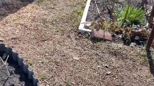 Садовый влог. Розы открыты! Весна!