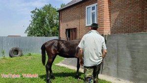 Лахиб и Арифа, обработка от клопов и клеще. Лошади , жеребец Кобыла , Туман.