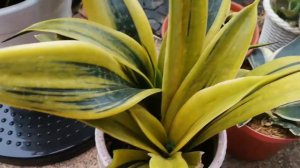 Review Sansevieria Golden Flame.