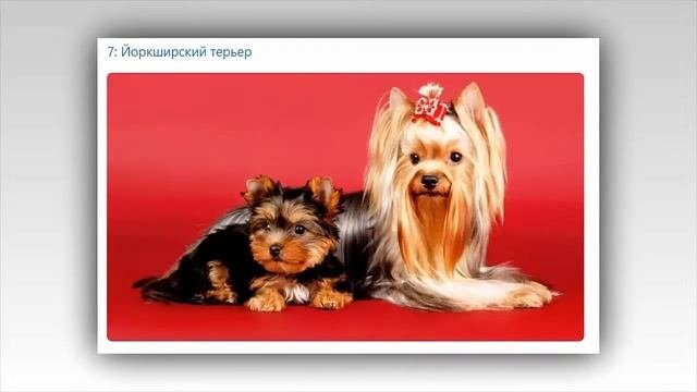 ТОП 12 самых маленьких пород собак
