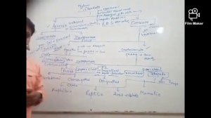 Classification of animal kingdom phylum chordata