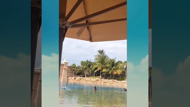 Dolphin Bay @Atlantis Hotel Dubai -Dolphin show - Swim with the Dolphin смотреть онлайн